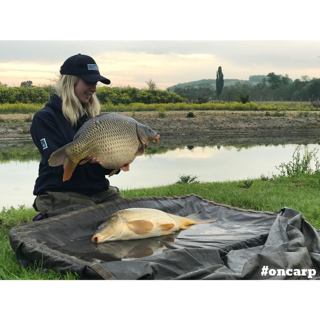 OnCarp tweet media