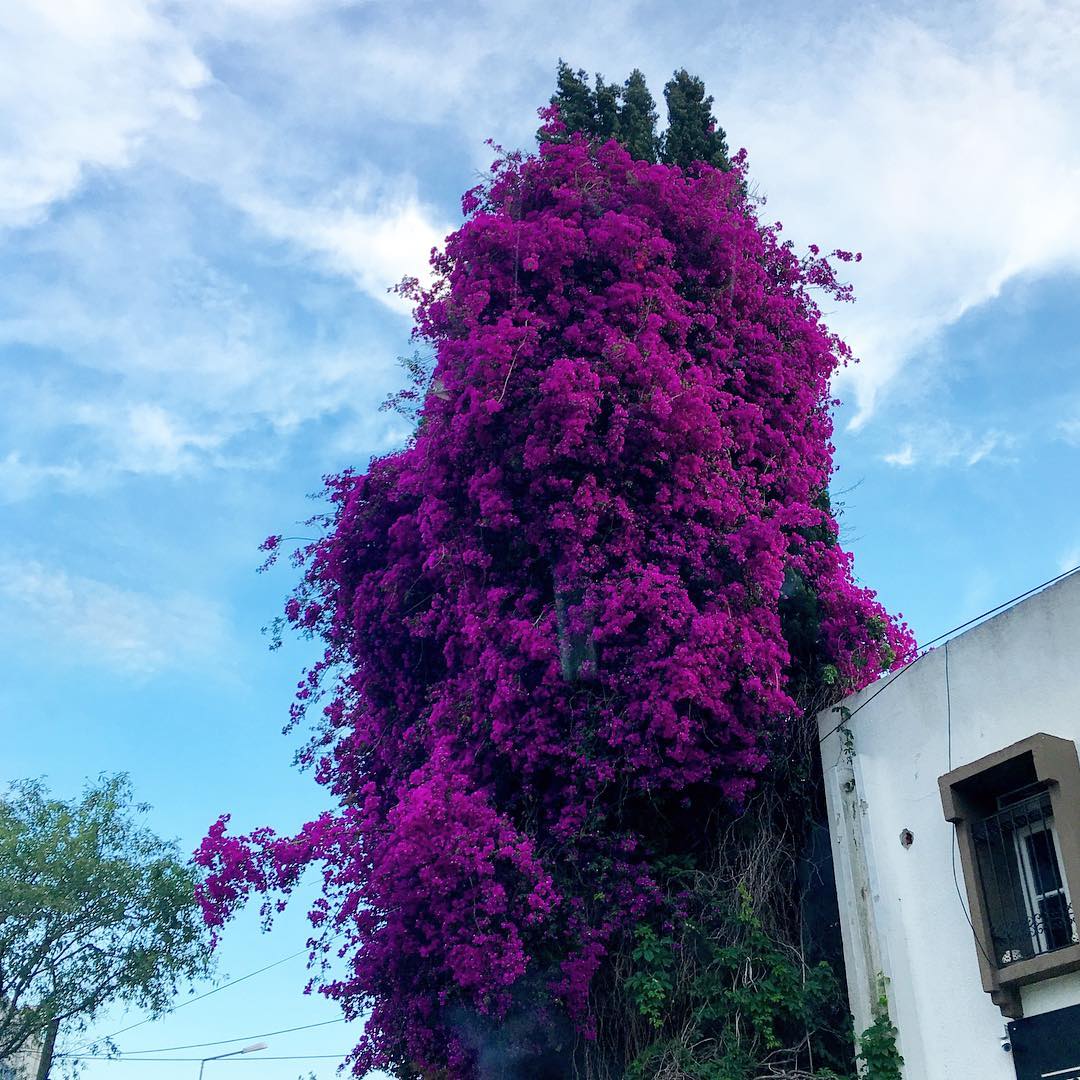 theguidebodrum's tweet photo. Is this beautiful bougainvillea growing on Cafer Paşa Caddesi in Eskiçeşme the biggest one there is in #Bodrum? https://t.co/BYNV29Z3nY
