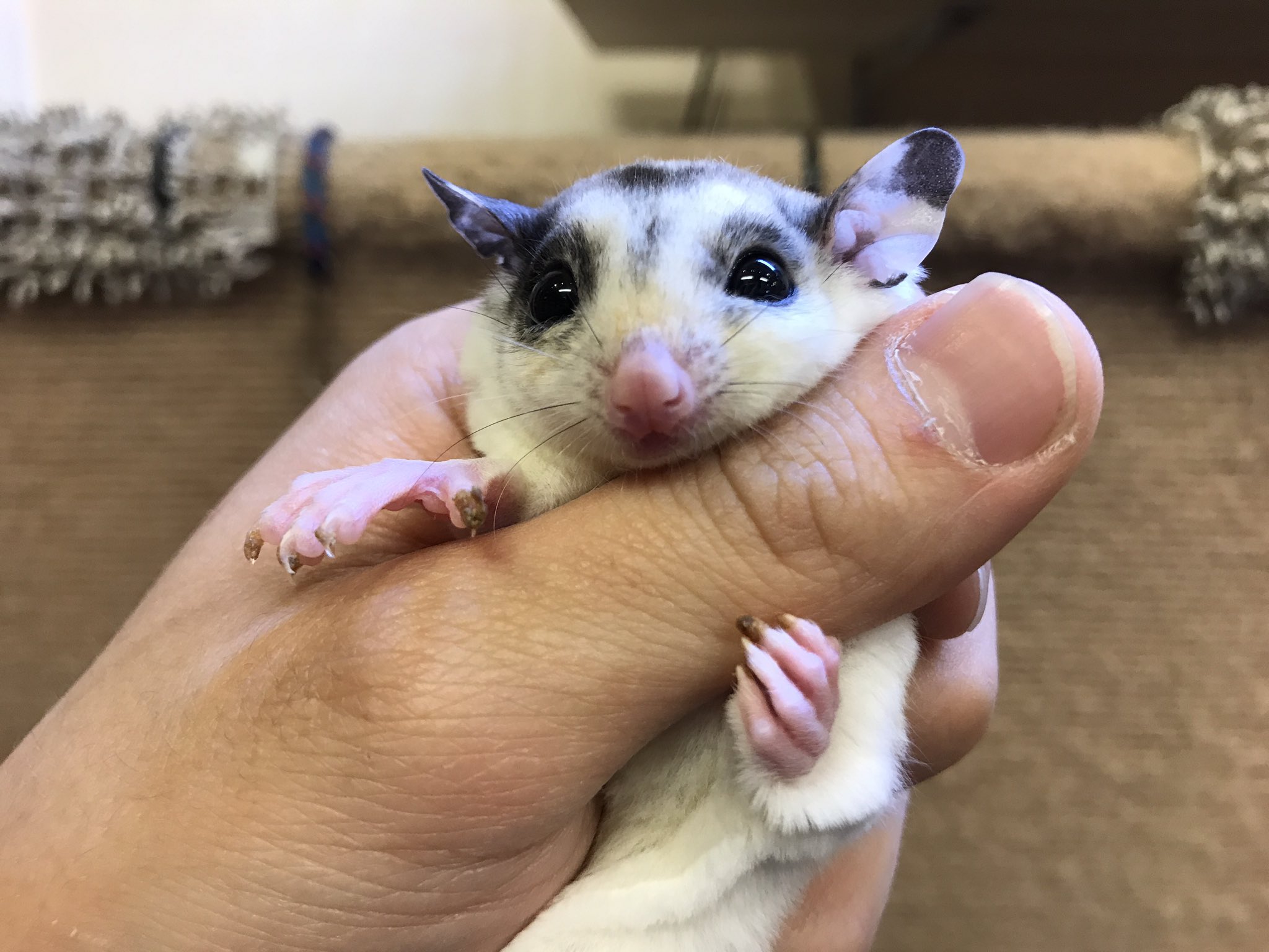 ペットショップ 熱帯倶楽部 吉祥寺店 フクロモモンガ モザイク の女の子です 耳の牛柄や頭のハート模様がとても可愛いですね 性格も良い子で人馴れバッチリなので ぜひ一度会いに来てください 0422 27 6391 熱帯倶楽部 モモンガ かわいい