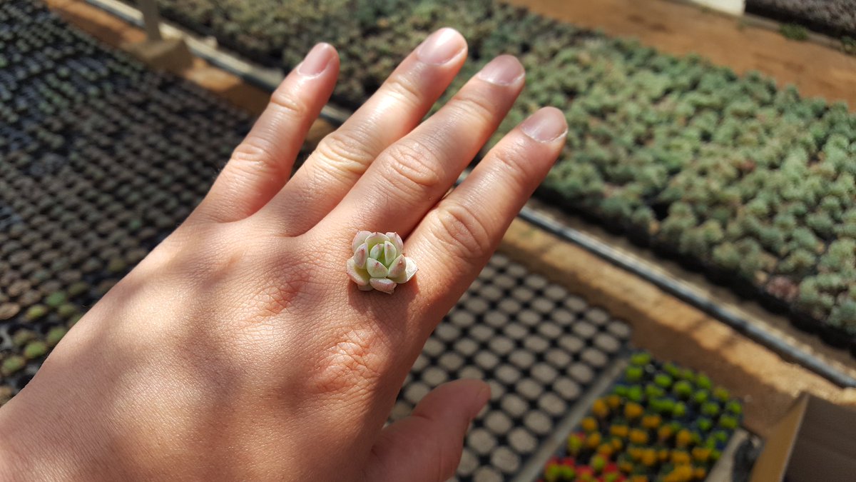 hyundaimansis's tweet image. mangoshop.kr

#다육이농장 #다육이화분 #미니다육 #다육이키우기 #인테리어 #국민다육이 #succulent #플랜테리어 #다육이파는곳 #다육이관리