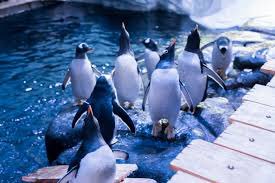 MVP__Foundation's tweet photo. The children have voted.... The money we raised will be going to 'The Deep' towards their conservation projects. @thedeephull https://t.co/PIaTdfG1XJ