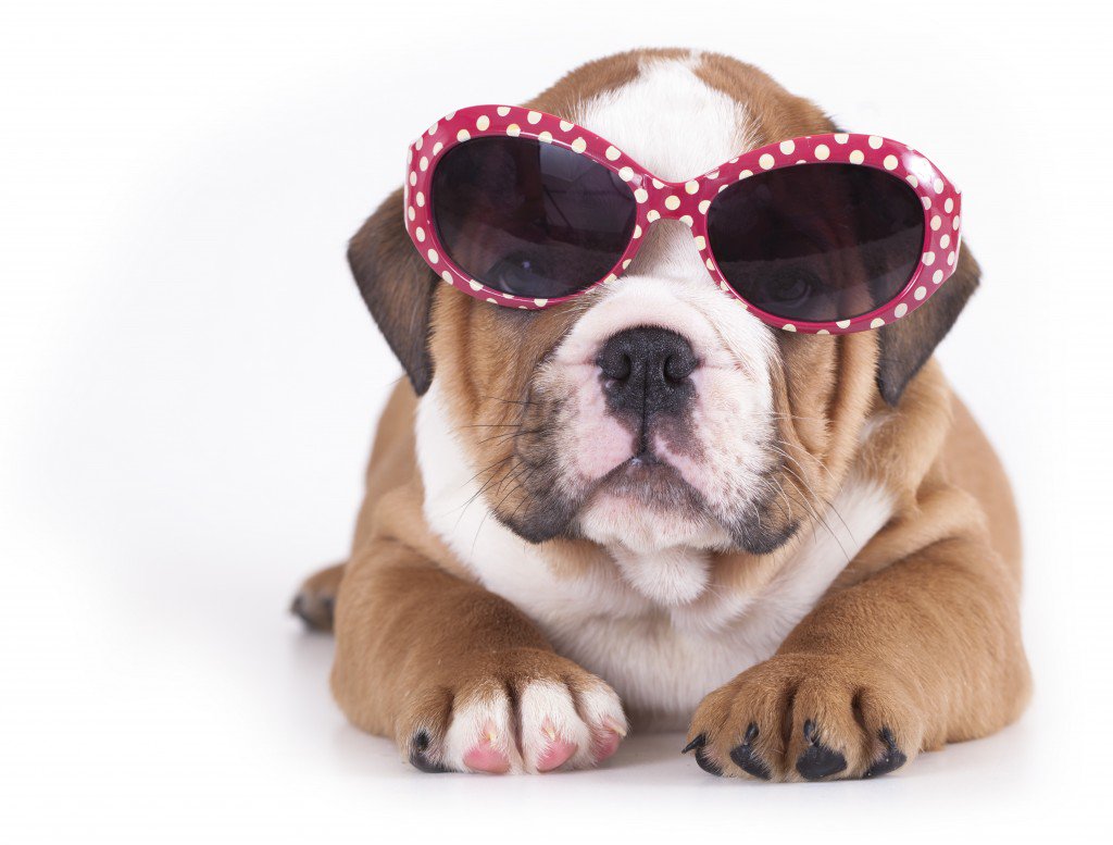 RedwingsRut's tweet photo. Don't forget we are #DogFriendly so there is no reason to leave your dog behind this Summer! https://t.co/LTPwfihepn https://t.co/edVjxRD7pl