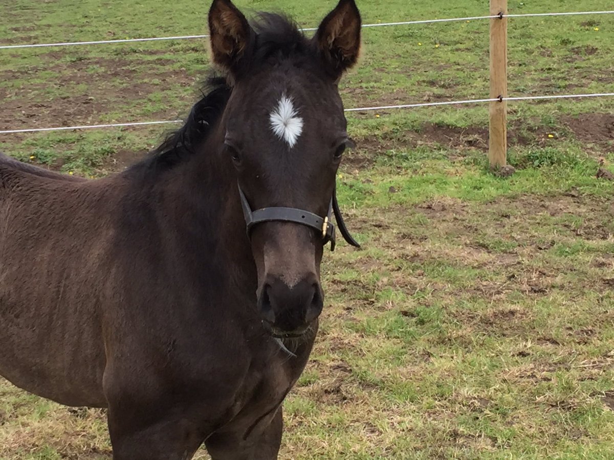 sarahfkcampbel1's tweet photo. Woodthorpe Miss a Trick (Trixie) #mastermerlin #holmepark #heavenly #filly #foal https://t.co/HjKHo2DTzp