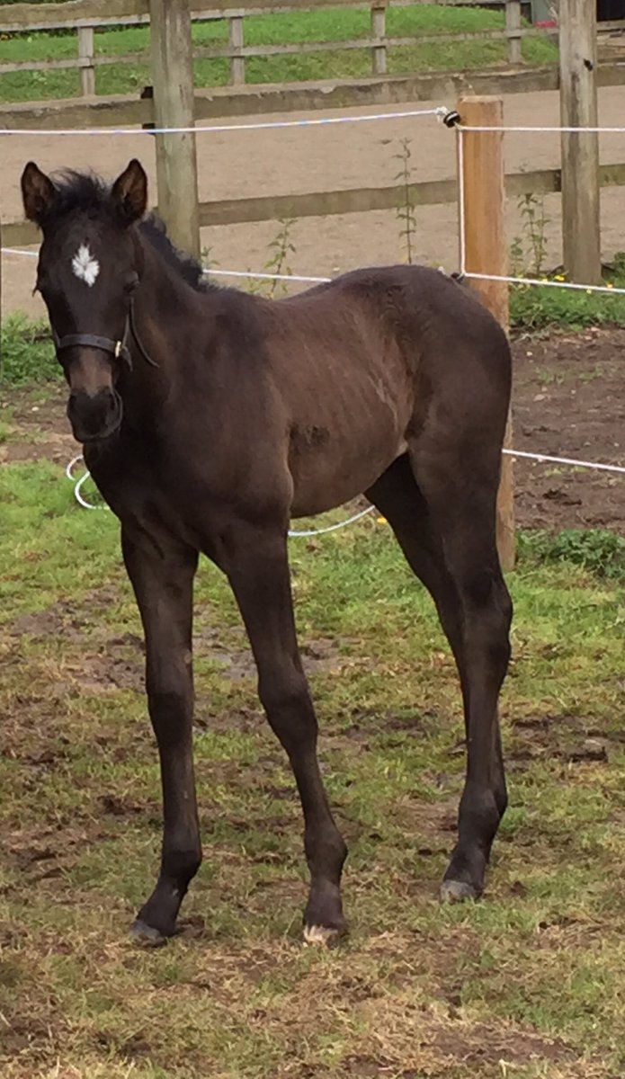sarahfkcampbel1's tweet photo. Woodthorpe Miss a Trick (Trixie) #mastermerlin #holmepark #heavenly #filly #foal https://t.co/HjKHo2DTzp