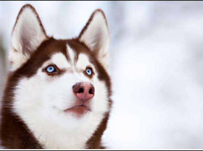Husky siberiano pelado Clearance