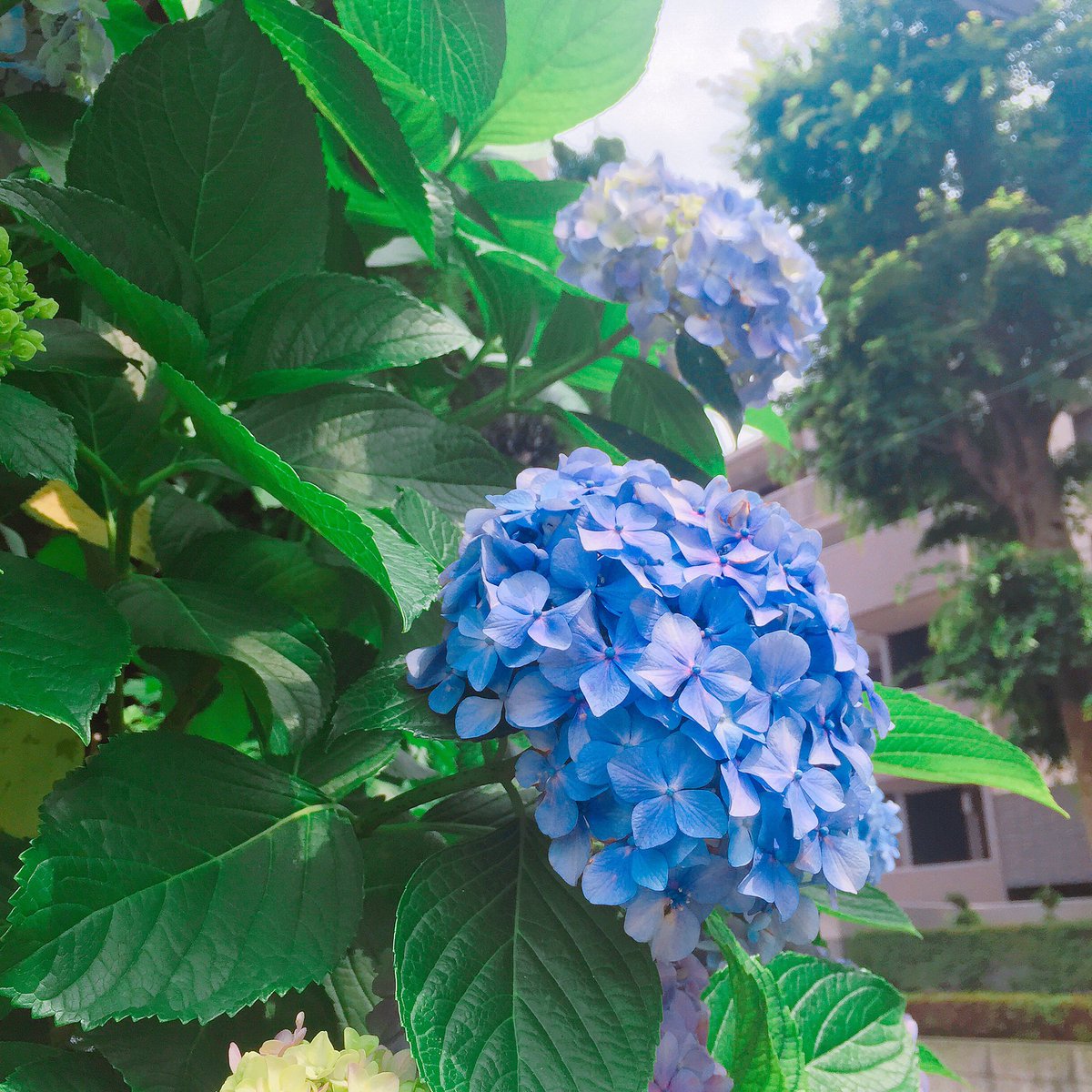 tomates_japan's tweet photo. Beautiful #hydrangea in #Tokyo #japan #sunnyday https://t.co/bPhppSFkj7