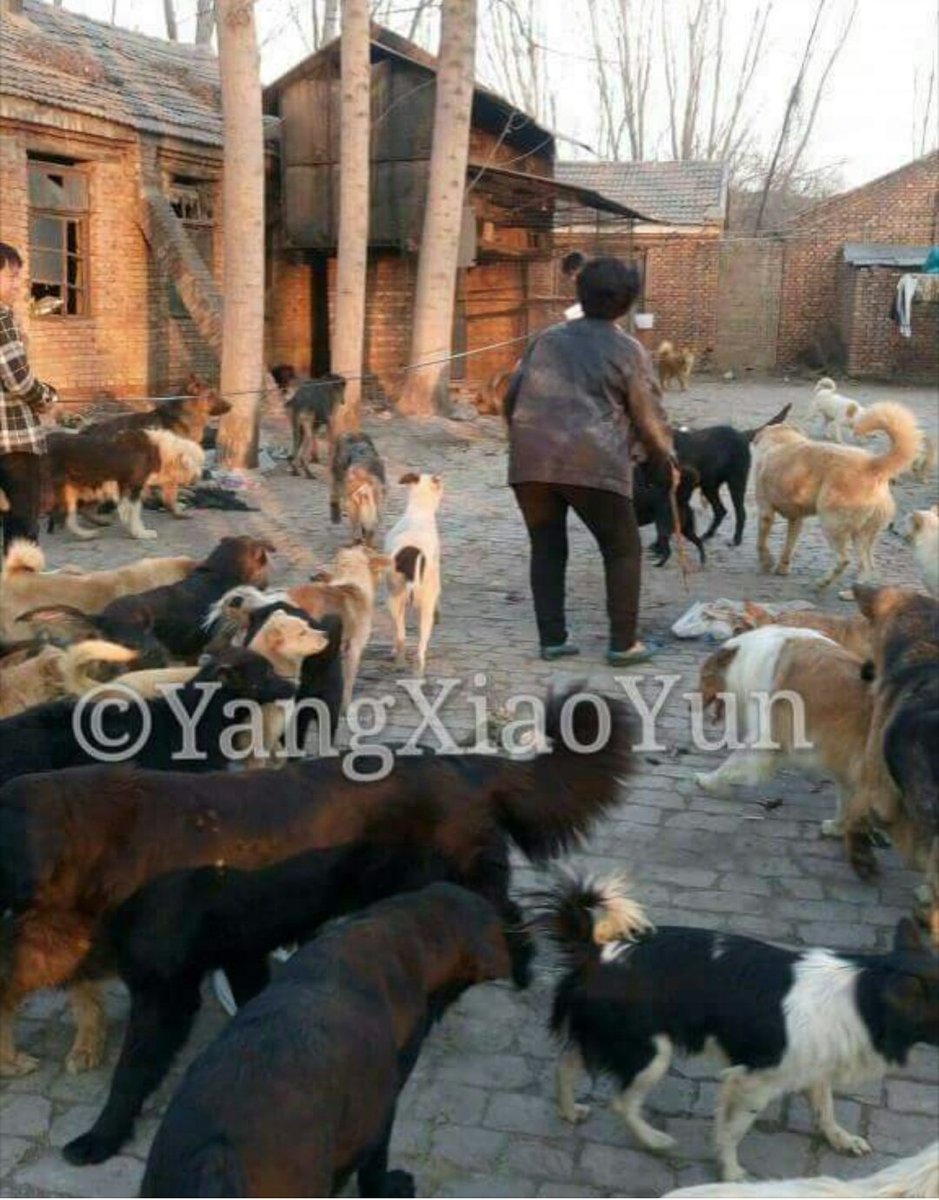 OpYangChingKim's tweet photo. 🆘HELP #MrsYang🆘
HUNDREDS OF DOGS RESCUED FROM #AnimalCruelty #CHINA🆘 
➡https://t.co/jqr9nn4lN5
ℹhttps://t.co/TuyDuAfM0Y
#OpMrsYang https://t.co/fPgbAIYwmX
