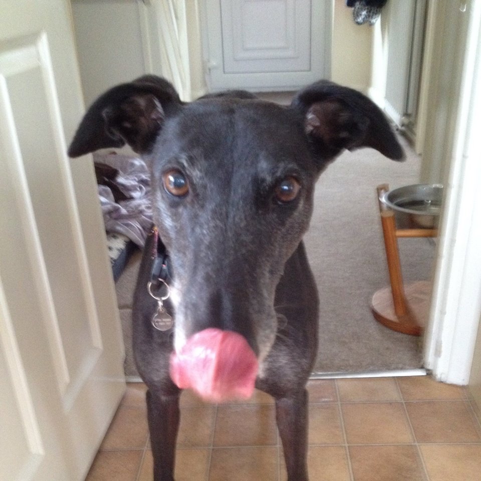 LouiseS1004's tweet photo. Swift Tuesday, with her tongue out #tongueouttuesday https://t.co/rxi71RAkKW