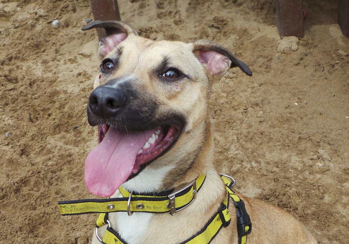 Holmes is 'Dog of the Week' and this weeks #TongueoutTuesday #DogoftheWeek <a href="/DT_Ilfracombe/">DT Ilfracombe</a> ow.ly/ogik30cvVNO #Crossbreed #Rehome