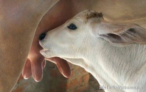 mkorikkar's tweet photo. #MangalaGouYatra #GiveUpAMeal #StopBeefFest #MilkFest tasks over!
Mission continues....
Keep watching...
'Abhayakshara' on its way! https://t.co/kxdMWWWOcT