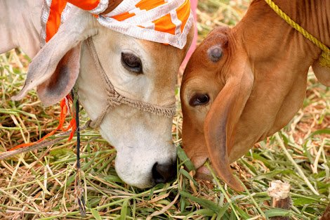 mkorikkar's tweet photo. #MangalaGouYatra #GiveUpAMeal #StopBeefFest #MilkFest tasks over!
Mission continues....
Keep watching...
'Abhayakshara' on its way! https://t.co/kxdMWWWOcT