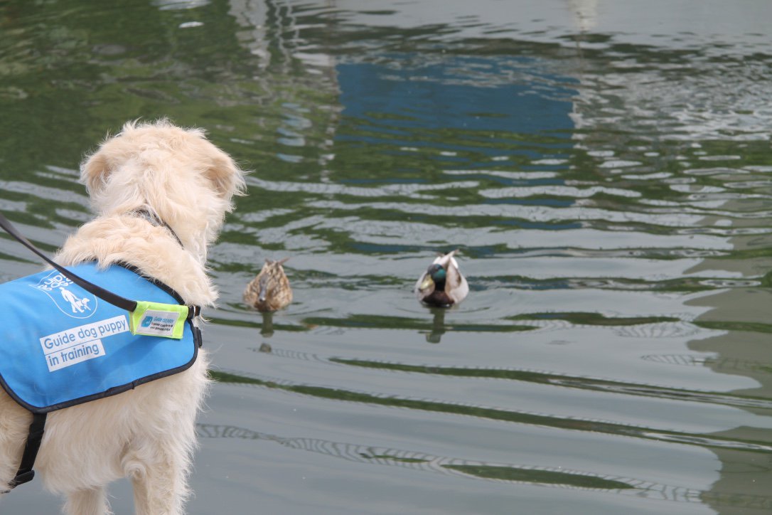 TheGuidePuppy's tweet photo. Me: You know you’re not allowed to swim

Also me: Dive in that water and show those ducks who’s boss 

#GuideDogProblems https://t.co/o3GElXd7uW