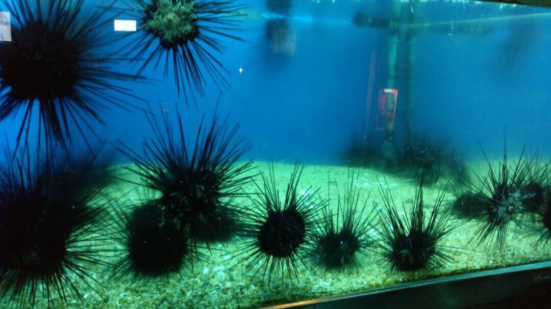SpectacularInf0's tweet photo. Some off the underwater treasures at #underwaterworld #pattaya #sealife #underwater #spectacularinfo https://t.co/wDxCOKYhx5
