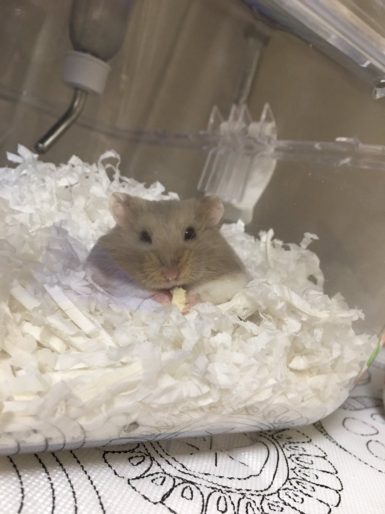 110_mickey's tweet photo. @0812Chako 🐹おっちゃん食べられた♡ https://t.co/CP5TarYPw2