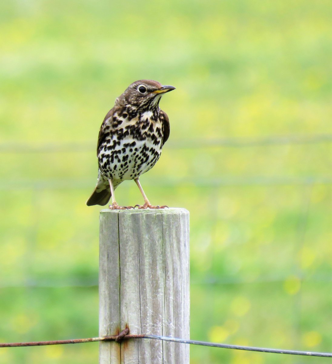 Visitor to the croft #Songthrush #30DaysWild #my200birdyear #Hebrides <a href="/NatureUK/">NatureUK</a> <a href="/Britnatureguide/">The British Nature Guide</a>