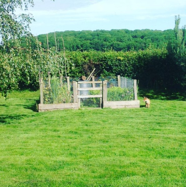 ClockworkM's tweet photo. Good morning, Mr Fox... #clockworkHQ #Devon #wildlife #SouthWest https://t.co/IKmgWjFpQ1