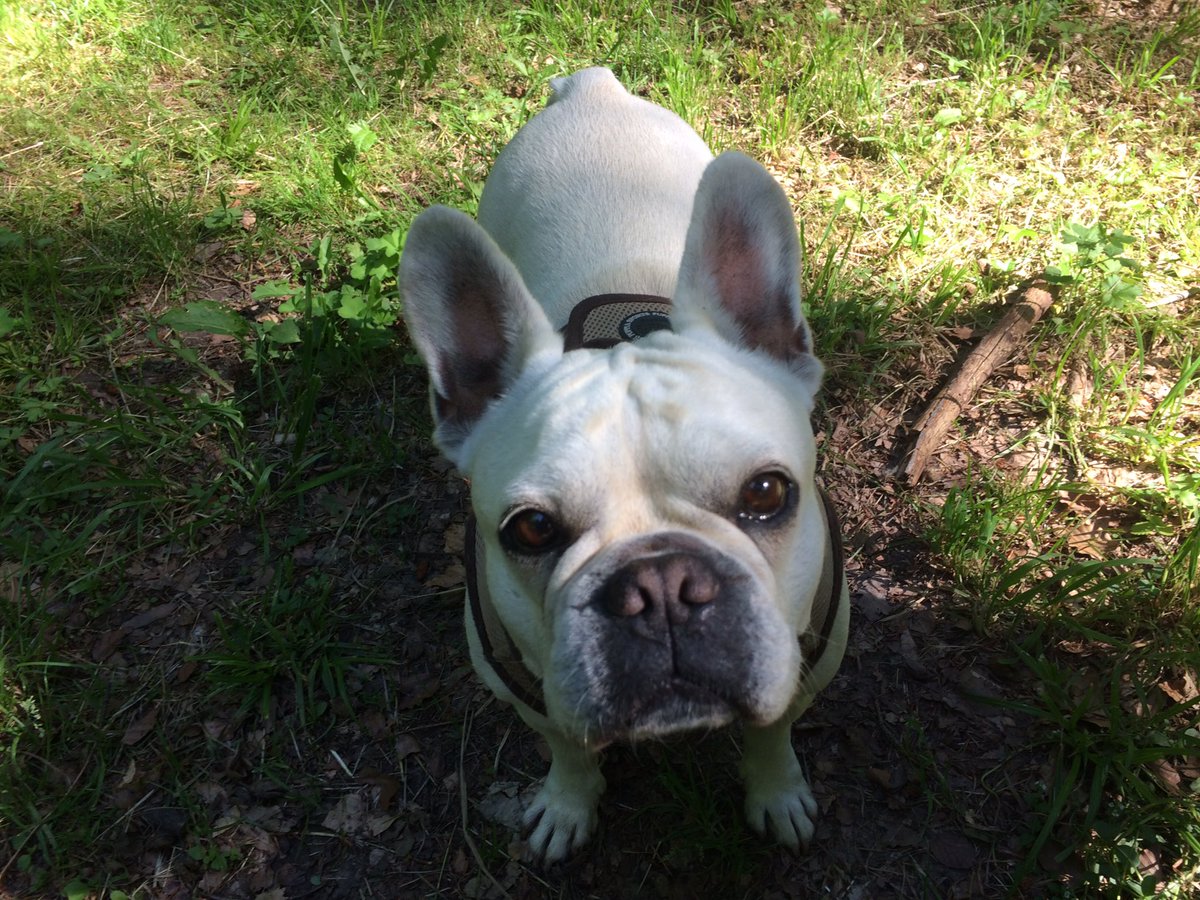 Fiffibene Hundeblog (@fiffibene) on Twitter photo 