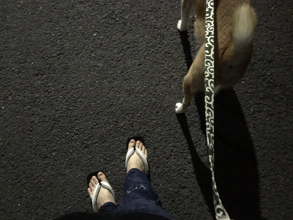 laters_hayashin's tweet photo. 愛犬と散歩 with 下駄 https://t.co/TjXmxGq49Z