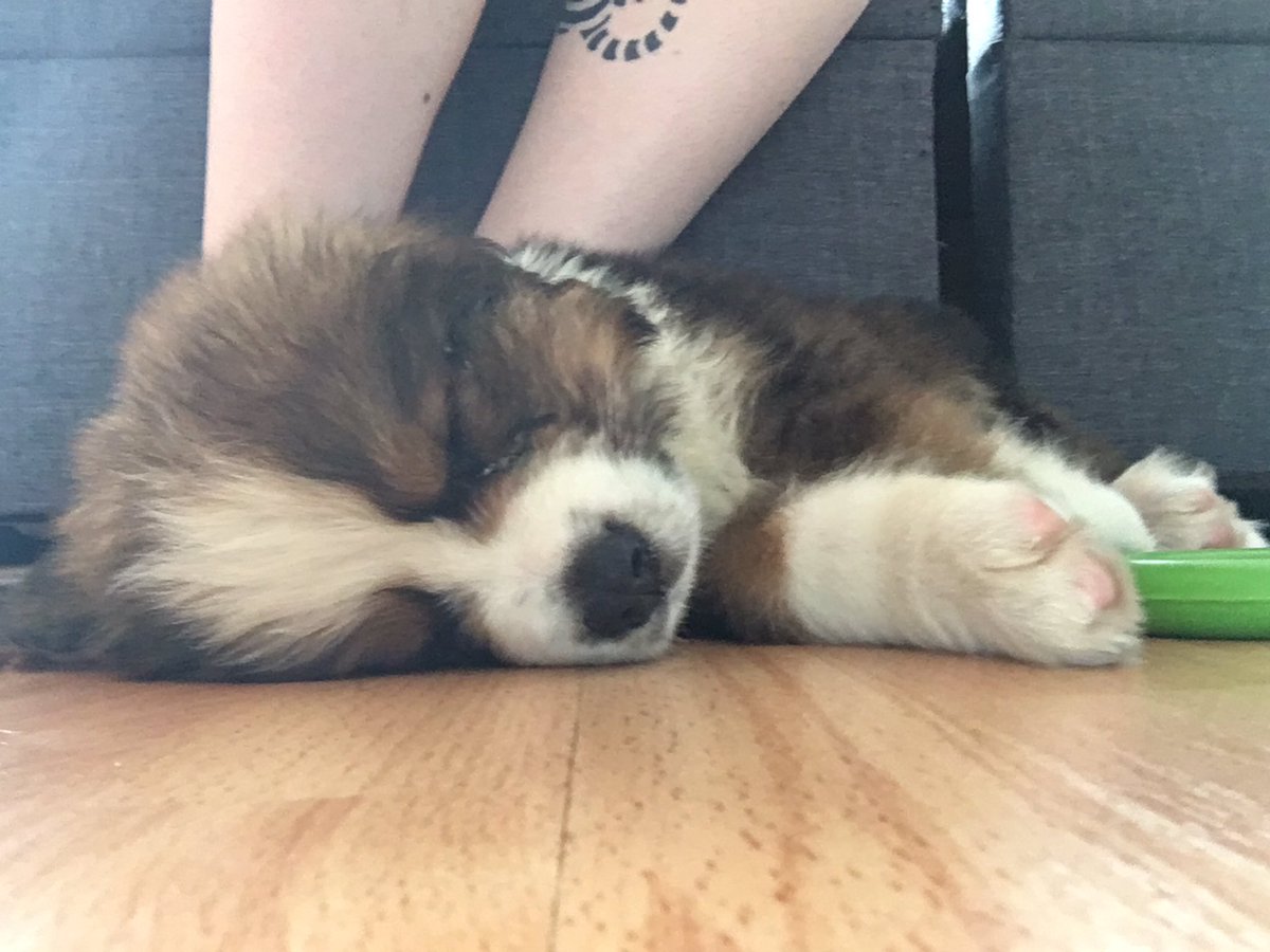 Pfotenpfoto's tweet photo. Toffee ❤️
#hund #Welpe #meiner #meinschatz #liebe #tattoo #inked #puppy @Pfotenpfoto #sosüss #süß https://t.co/Q719nCiTJU