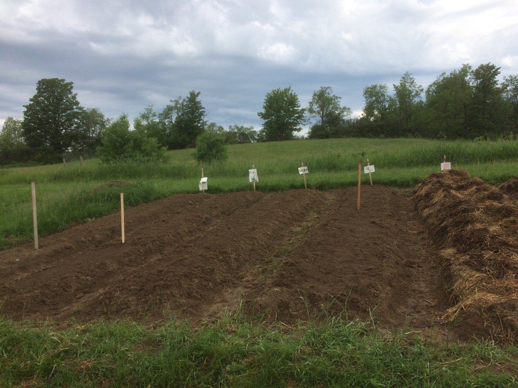 #bfairfax Sweet corn snugged into the earth in School Garden