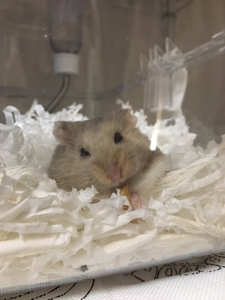 110_mickey's tweet photo. @ramu_the_hammy うちの🐹は大好きですよぉ(ｏ^ω^ｏ)♡
食べない子もいますが← https://t.co/O1sc2lJJnb
