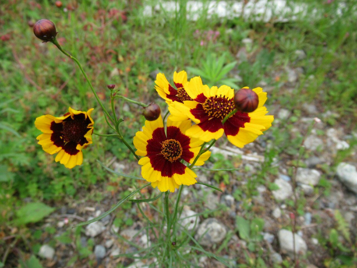 雑草図鑑 準備中 Twitter પર 384 ハルシャギク キク 科 北米原産 明治初期渡来 別名ジャノメソウ オオキンケイギクと同じ仲間で空地などに群生する 赤と黃の鮮やかな蛇の目模様だが個体差も大きい 葉は 細かく切れ込む キク科の中ではコスモスやダリアに