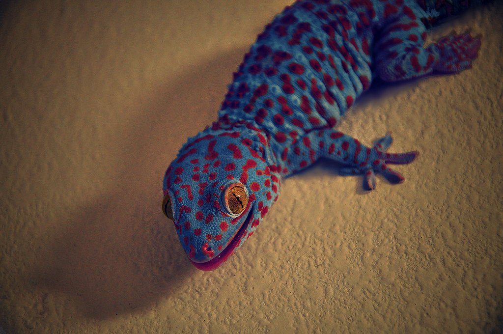 Chilidog ヤモリ とうなんおよびみなみあじあちほーそしお ゲッコー トッケイヤモリ オオヤモリ の一種 鳴き声を７回連続で聴くと幸運が訪れるらしいですぜ 協調性はない Wikiより 青赤 T Co 1zdtzgqqao Twitter