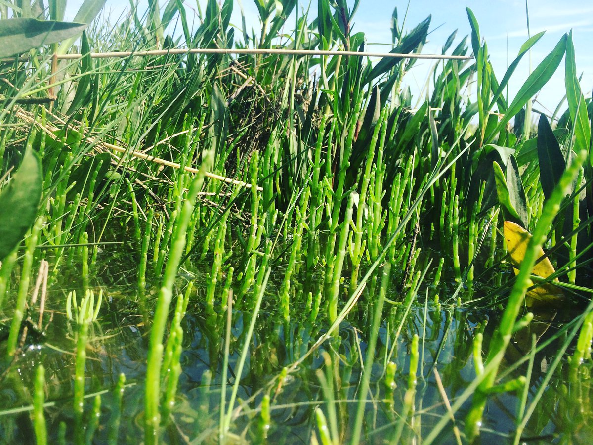 CleyOldTownHall's tweet photo. Look at this deliciously tender young #samphire - first forage of the summer! #cley #NorthNorfolk https://t.co/DonhxJDSEl