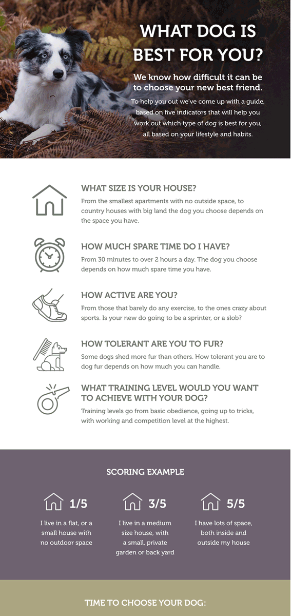 CompanionDW's tweet photo. What dog is best for you? Visit https://t.co/pEdWyy6bjH to find helpful hints on choosing the best dog for you #dogs https://t.co/Wzln44BcFw
