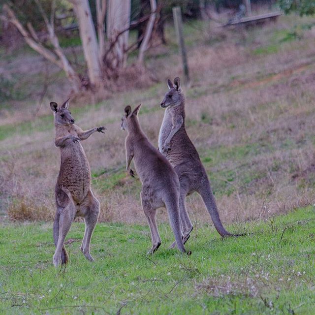 Kangaroo X Intense edu.svet.gob.gt