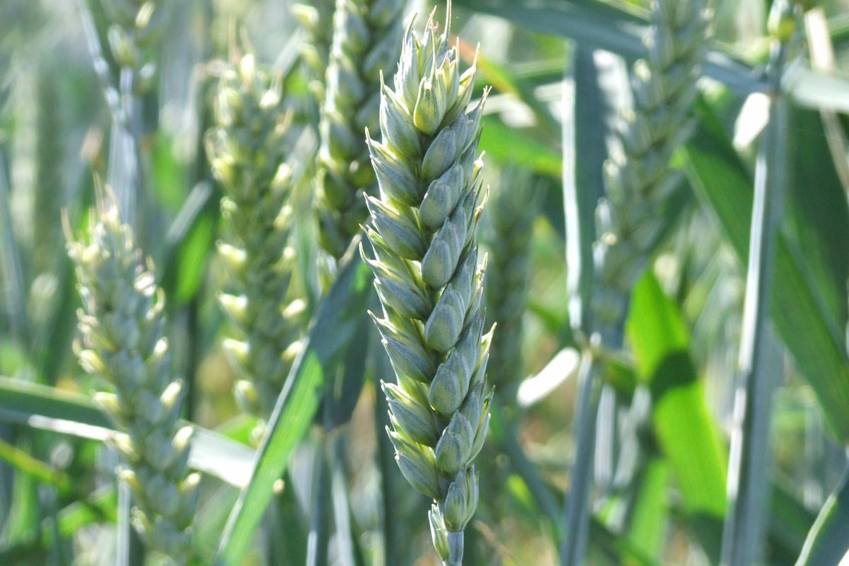Rothamsted's tweet photo. Come to Stand 921 @CerealsEvent to learn about #DesigningFutureWheat, funded by @BBSRC, led by @JohnInnesCentre @Rothamsted https://t.co/iLTbOU2INT