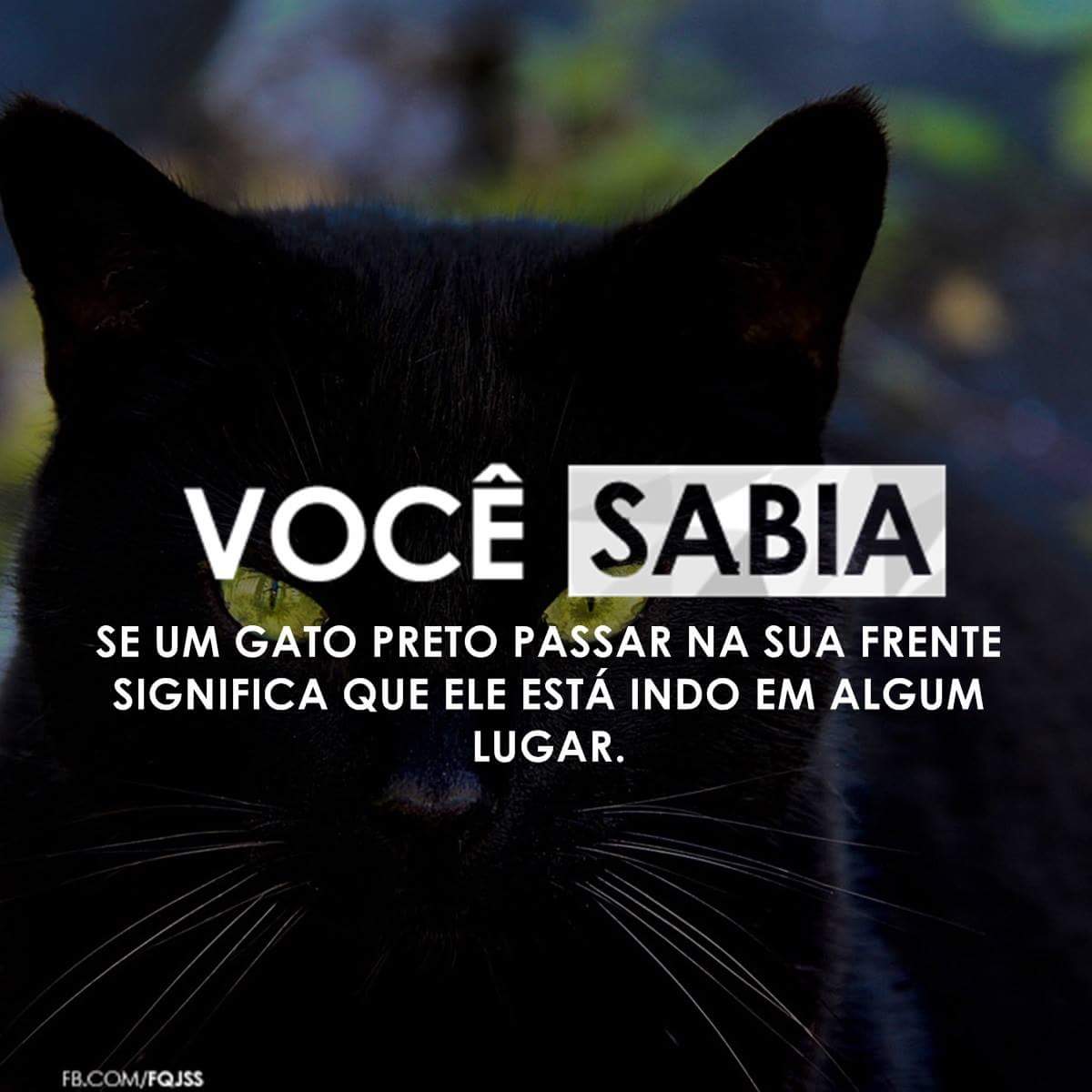 CavalariSidnei's tweet photo. #timbeta #operacaobetalab #betaajudabeta #betalab #missaobetalab #betasdv #pinterest #catlovers #cats #loveanimals #tim4g #spcity #cwb https://t.co/xCAeuE0yle