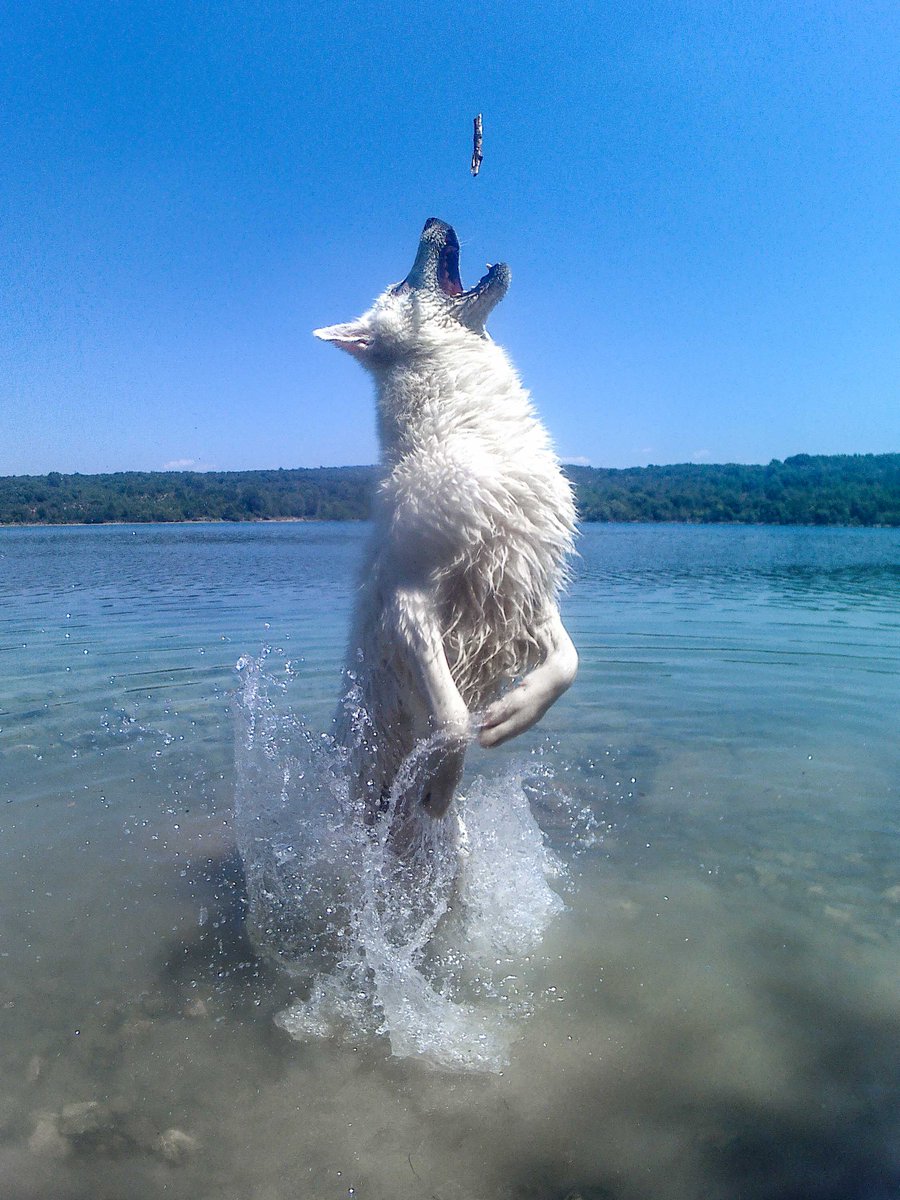 MgcoolOfficial's tweet photo. #ExplorerPro
It is entertaining to catch their amusing larks. See exactly what happened to catch your pets in the act.
#actioncam #GoPro https://t.co/9nIs4MnUnF