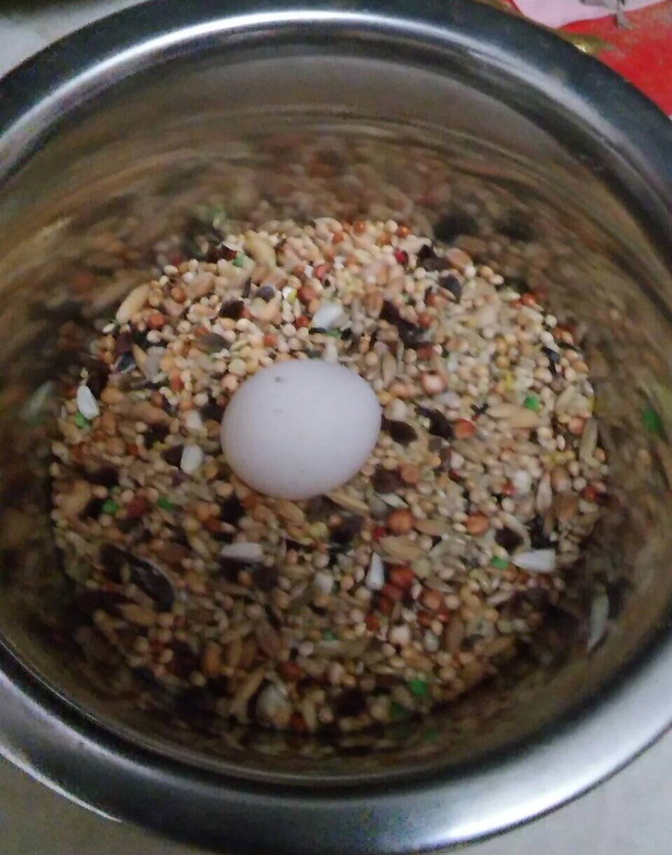Elizabethheartz's tweet photo. My parrot suddenly laid an egg.. didn't it a male?! After 12 yrs now you lay an egg?? #duskyconure #layegg #feelinglost #surprised https://t.co/gtpck6QQ2m
