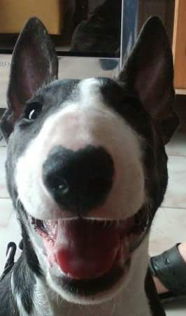bibo33's tweet photo. Bull etto felice e https://t.co/G5YBfTD8rm