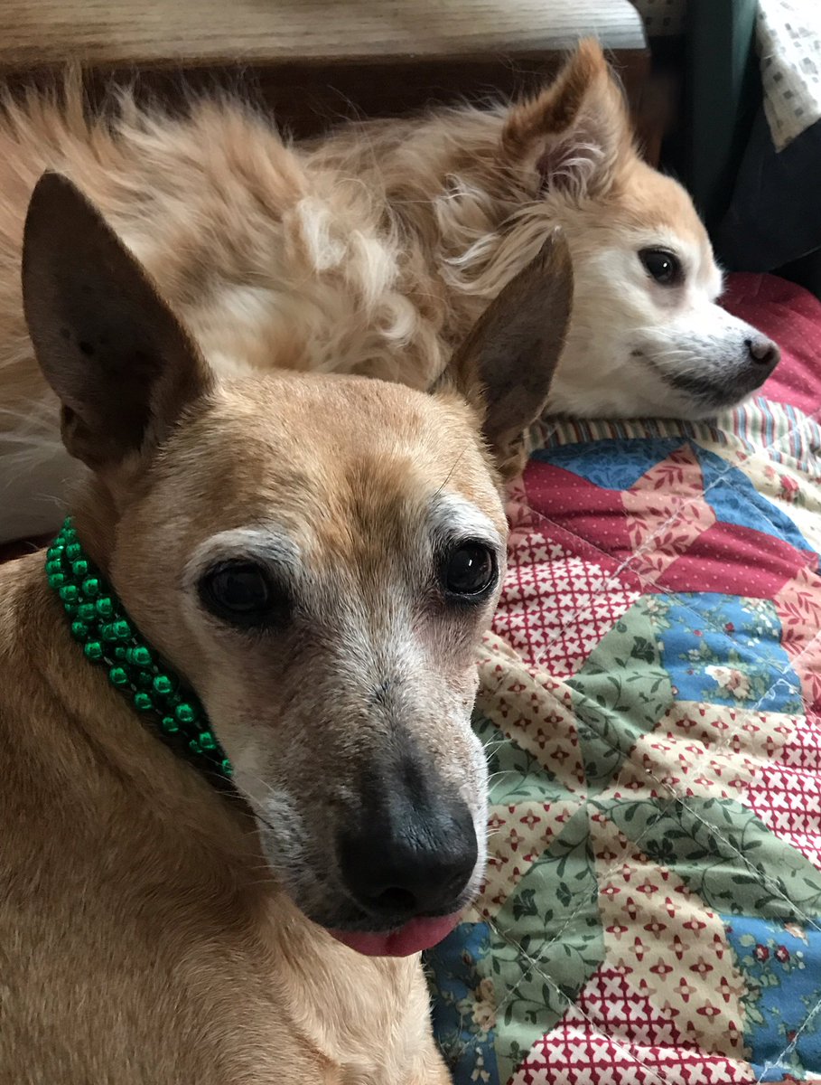 sarahanunn's tweet photo. Happy #TongueOutTuesday from Tookers & happy #TongueInTuesday from Nacc Mac Feegle! ❤️🐶🐶
#WeWantBacon #lazydogs #seniordogs #DogsOftwitter https://t.co/CAu6KbK7kQ