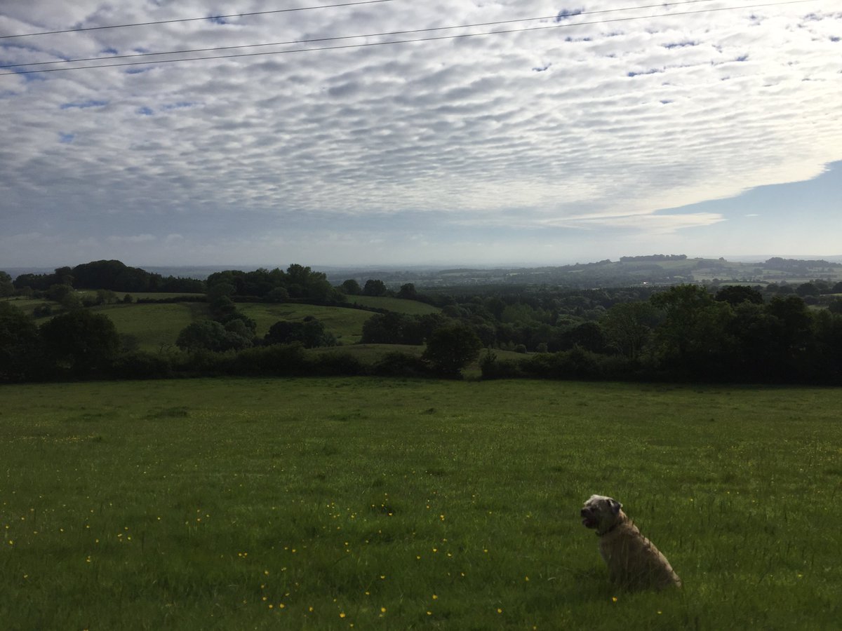 LyonsHillFarm's tweet photo. @LyonsHillfarm providing a stunning backdrop for a days work (think Lilly the dog appreciates it too) #rarebreed #farminglife #dorsethour https://t.co/t3daWJauZA
