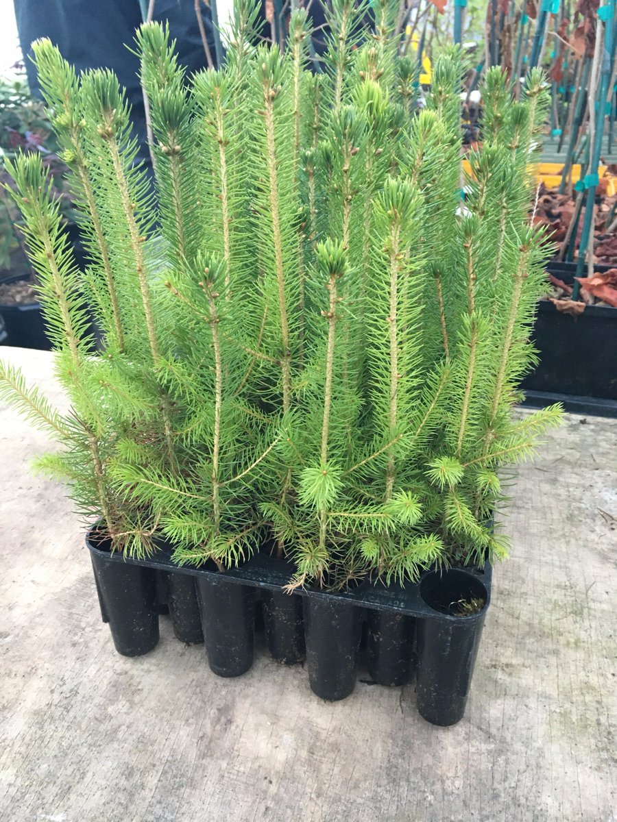 black spruce seedlings and more at the JFW Tree Sale! see for more details:  bit.ly/2rdQKL0