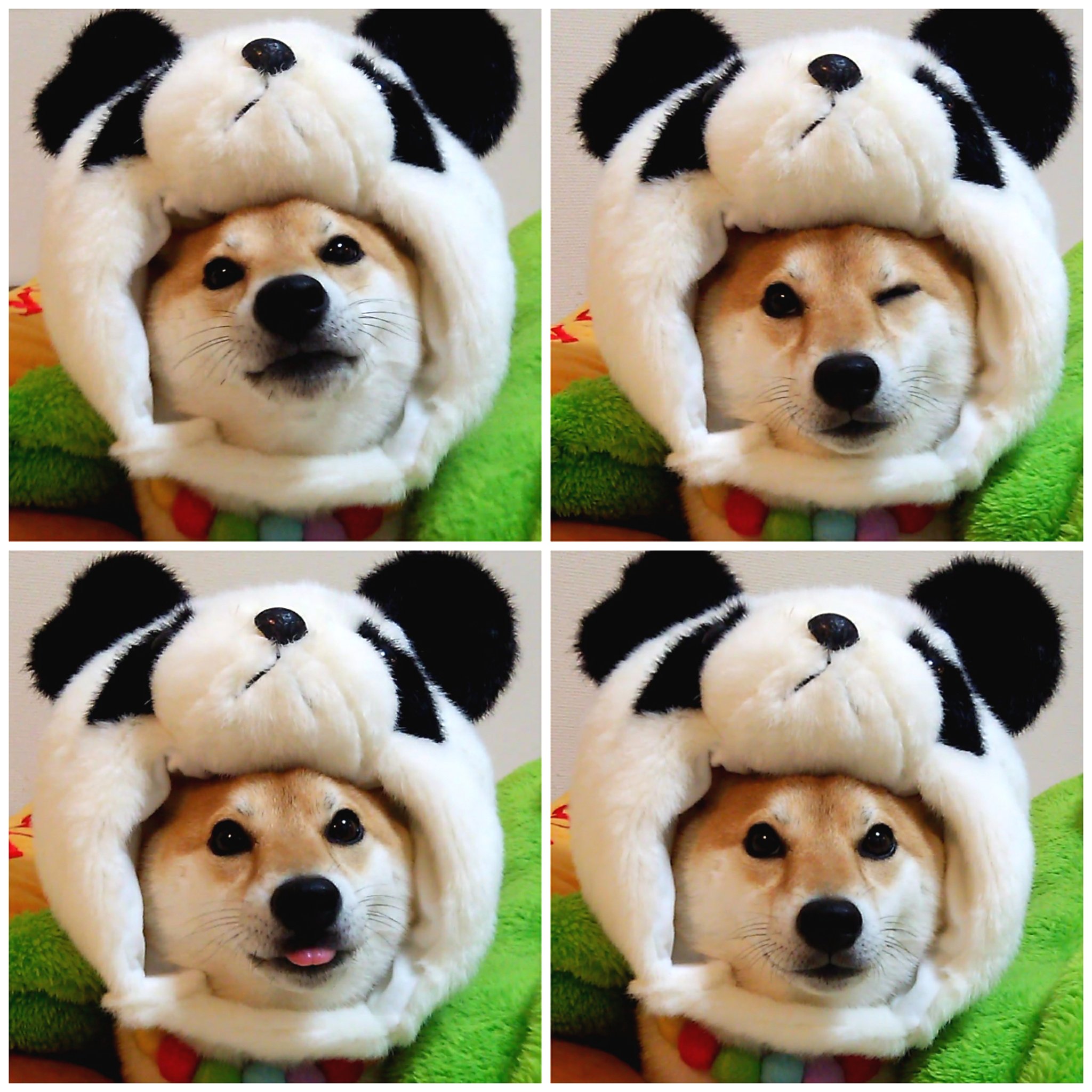 柴犬チャーミー になってみた M 上野動物園 ジャイアントパンダの赤ちゃん 柴犬 犬 Shibainu T Co Fuzrdjrxjg Twitter