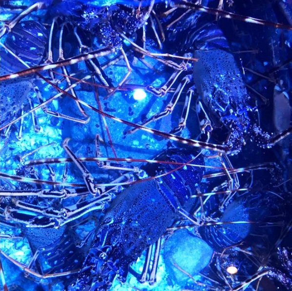 Langosta viva de #Formentera 
#vivero #EsCalo #restaurant #calderetadelangosta