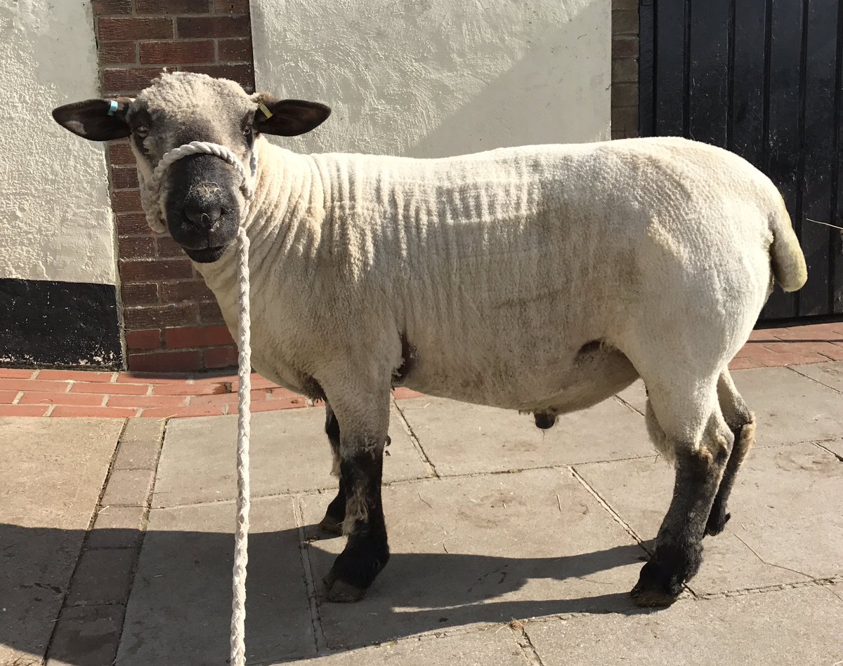 LEF's new ram, MaesGlas15643Schindler #sheep #hampshiredown #onwardsandupwards #livingthedream