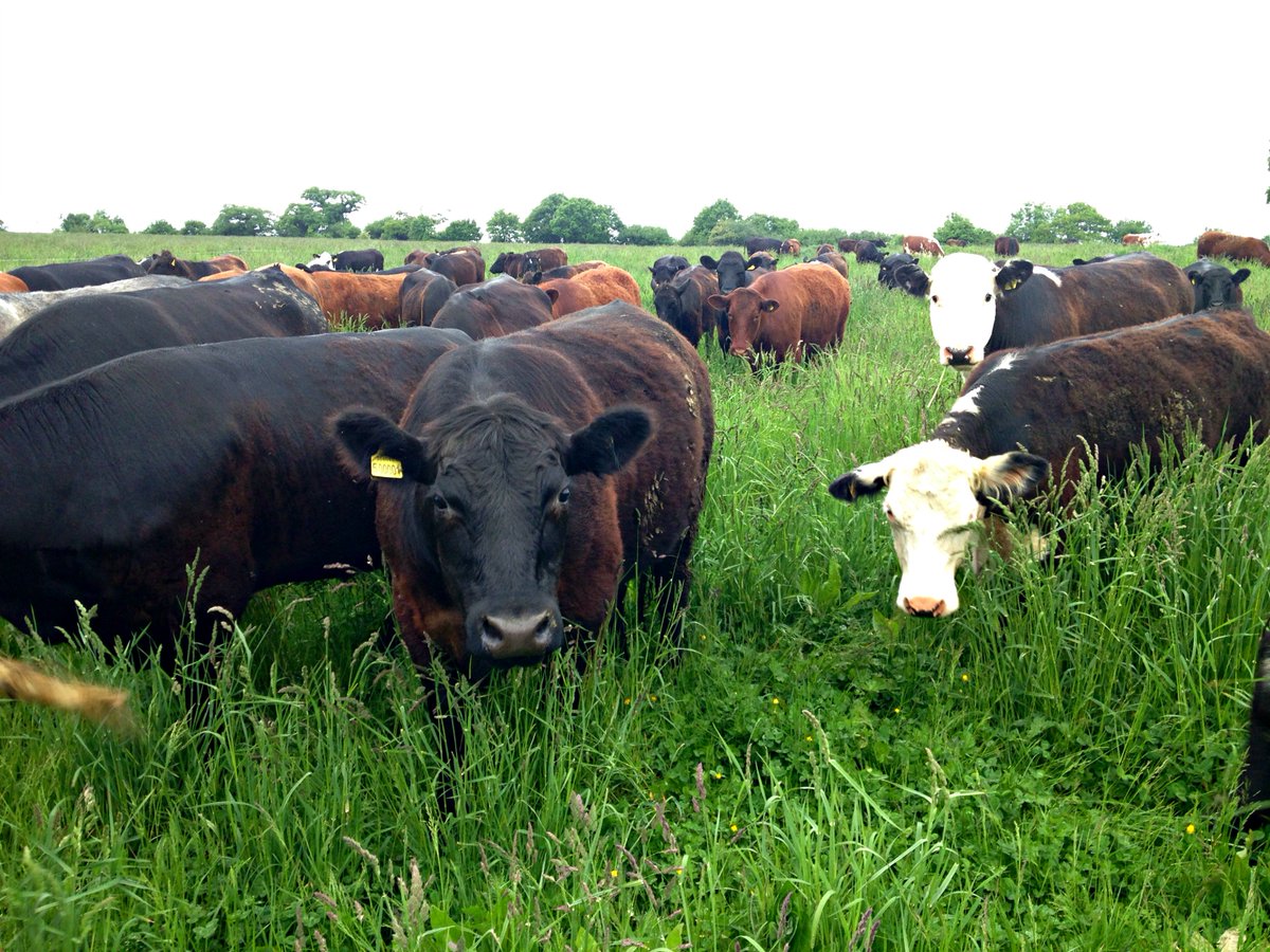 FarmersOfTheUK's tweet photo. Sighs of relief - just heard restrictions on herd movement lifted. Need to keep IR isolated till follow-up #freetotrade #ThankYou @APHAgovuk https://t.co/br0efGMdxr