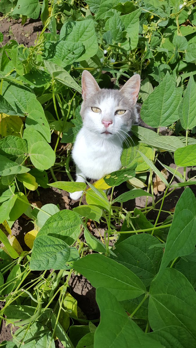 ChaoticFarm's tweet photo. Picking green beans #freshveggies #gardening #greenbeans #myhelper https://t.co/gtyKh9uB75