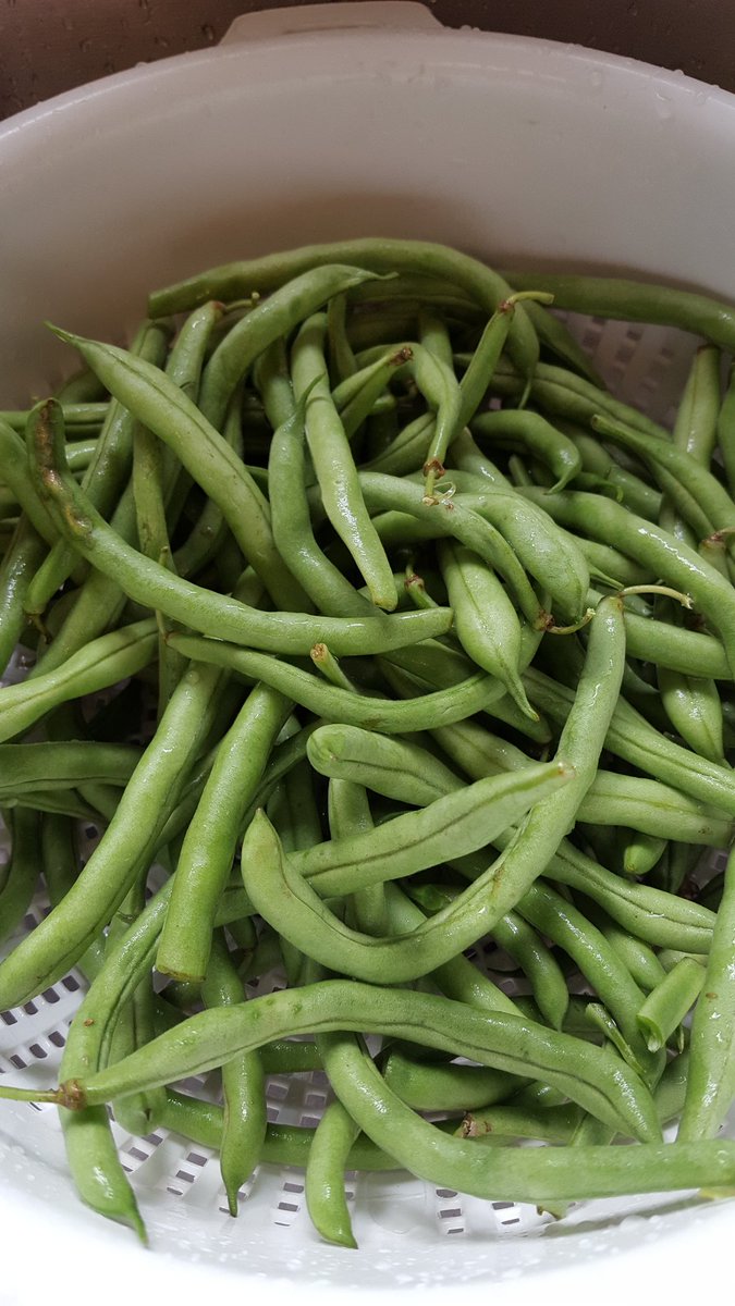 ChaoticFarm's tweet photo. Picking green beans #freshveggies #gardening #greenbeans #myhelper https://t.co/gtyKh9uB75