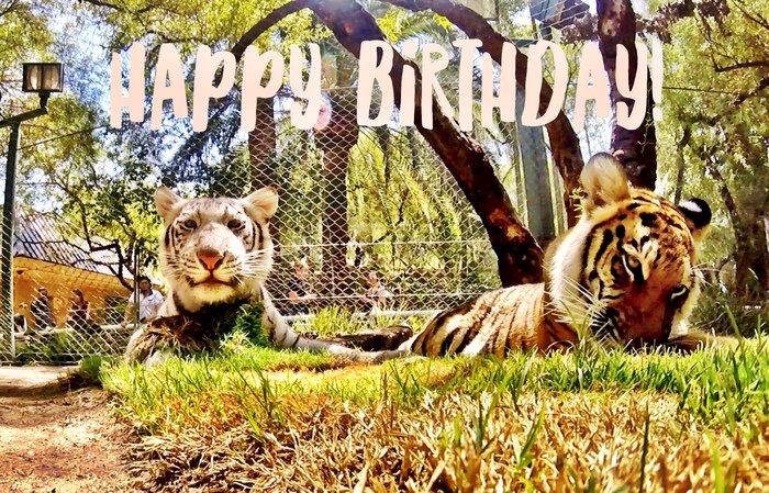 We\re wishing a furry Happy Birthday to our own, Siegfried Fischbacher! - Hirah & Maharani  