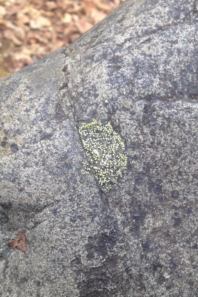 KenaiFjordsNPS's tweet photo. #Scientists use #lichen to help determine a glacier's extent by measuring growth rates. #Lichenometry #ImLichenIt https://t.co/K38055bAep