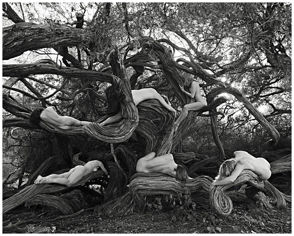 TreeSpiritEvent tweet picture