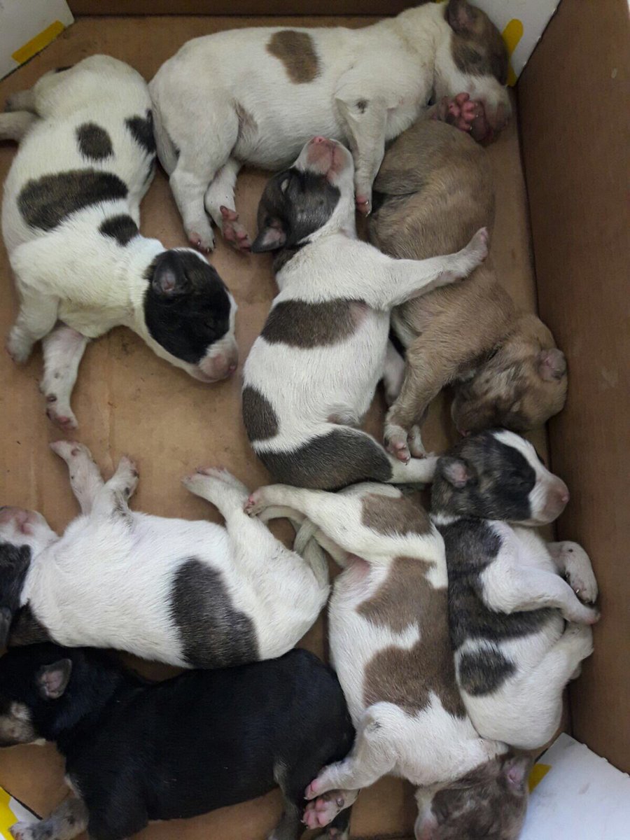 protemalaga's tweet photo. La cruel realidad. Ocho lactantes abandonados. Necesitamos ayuda. Acógelos enviando un correo a acogidas@protectoramalaga.com TE NECESITAN! https://t.co/XtPaMkbVJB