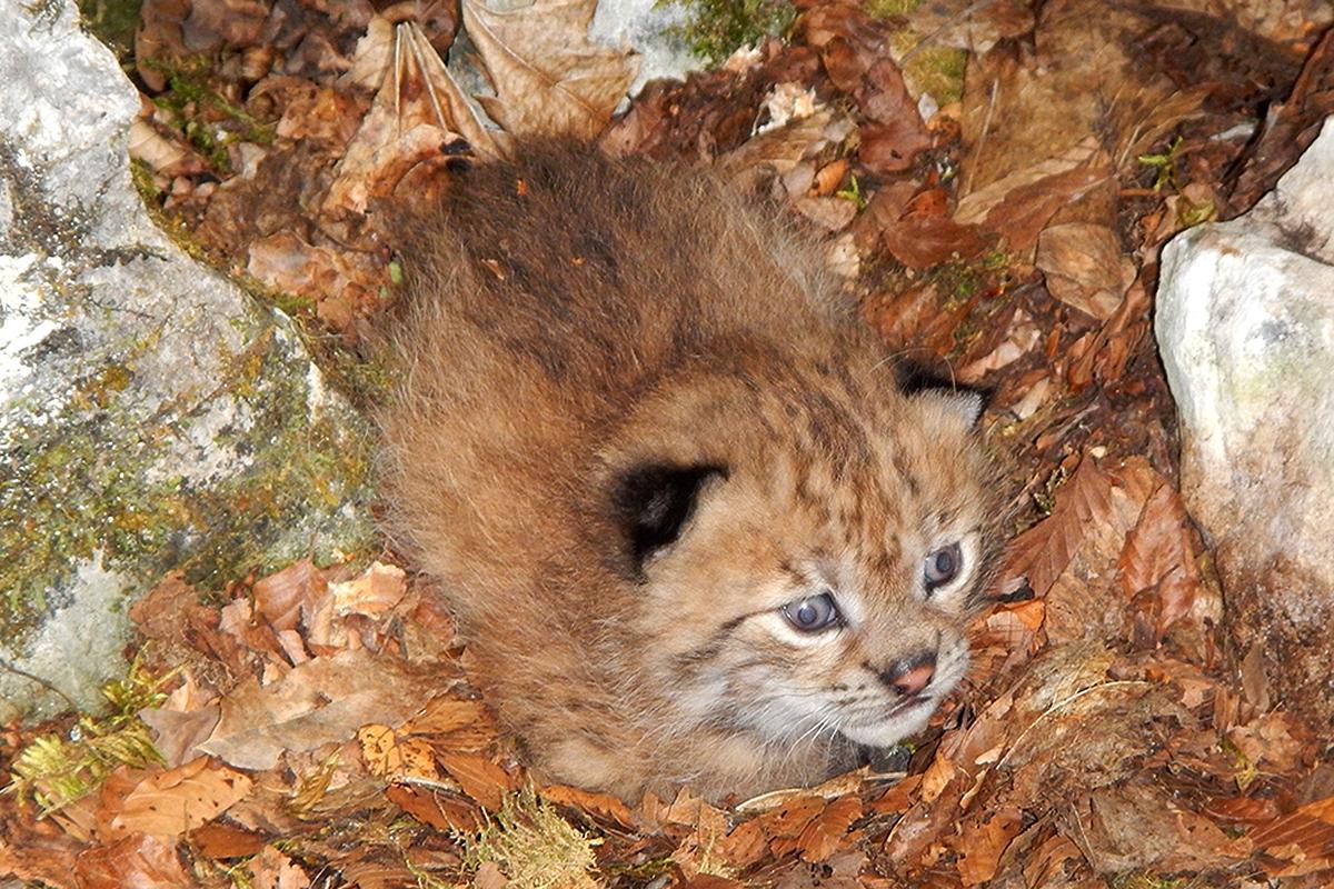 newscientist's tweet image. First cub photo gives hope for critically endangered Balkan lynx bit.ly/2rdZ2mh