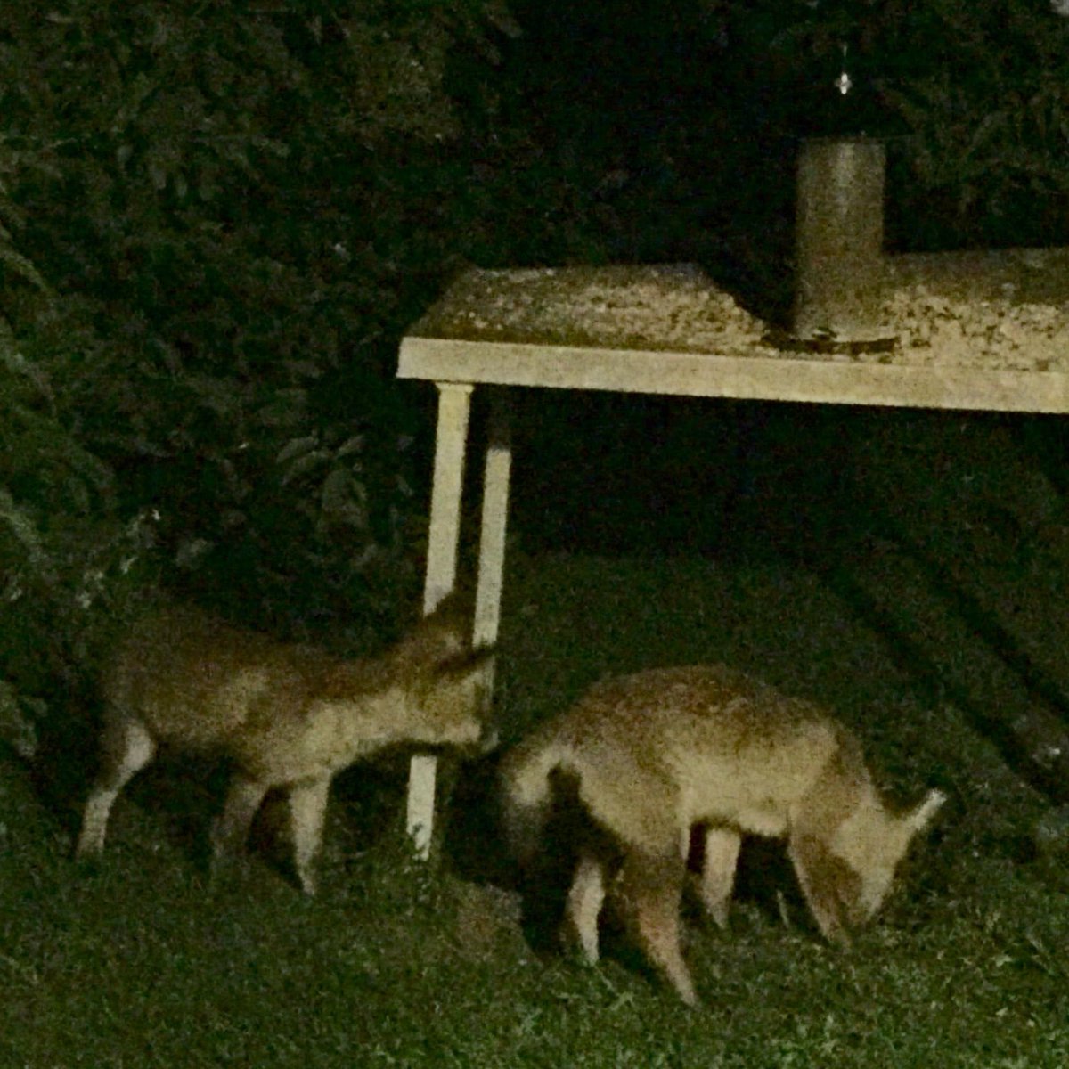 Not a good photo, but it was 1 o'clock this morning when these two cheeky fox cubs visited the bird table. #30DaysWild